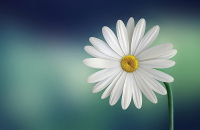 7 OCTOBRE | Messe des Marguerites